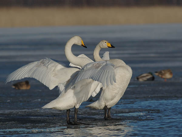 Laulujoutsen, Whooper Swan, Cygnus cygnus